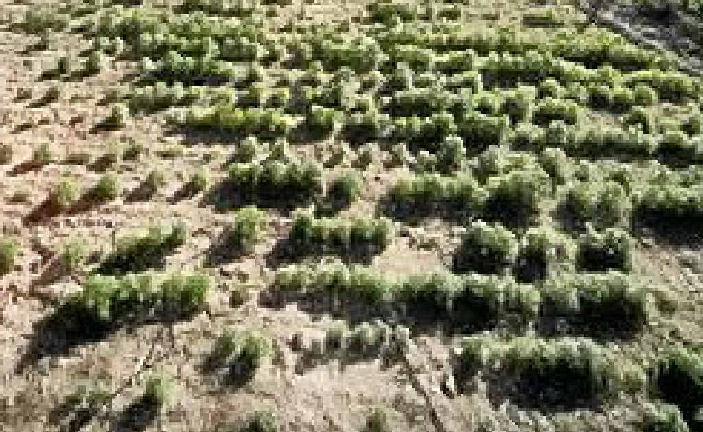 Some of the 22,000 plants found at Inglewood, near Warwick, in 2008. Michael Gardner Snr got 13 years in jail yesterday for production and trafficking. Some of the 22,000 plants found at Inglewood, near Warwick, in 2008. Michael Gardner Snr got 13 years in jail yesterday for production and trafficking.