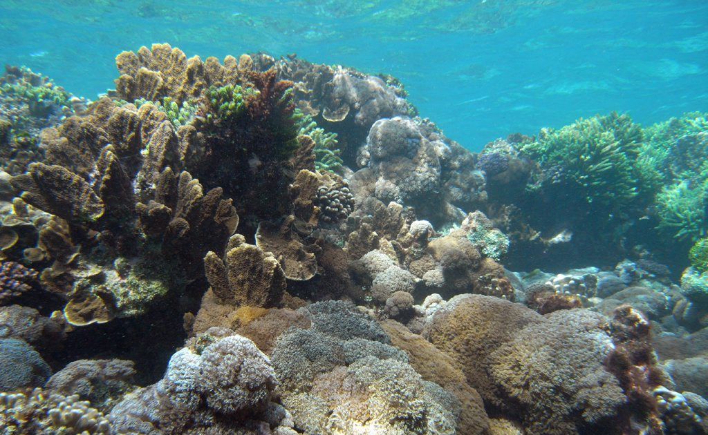 A coral reef community in the Lord Howe Island Marine Park. A coral reef community in the Lord Howe Island Marine Park.