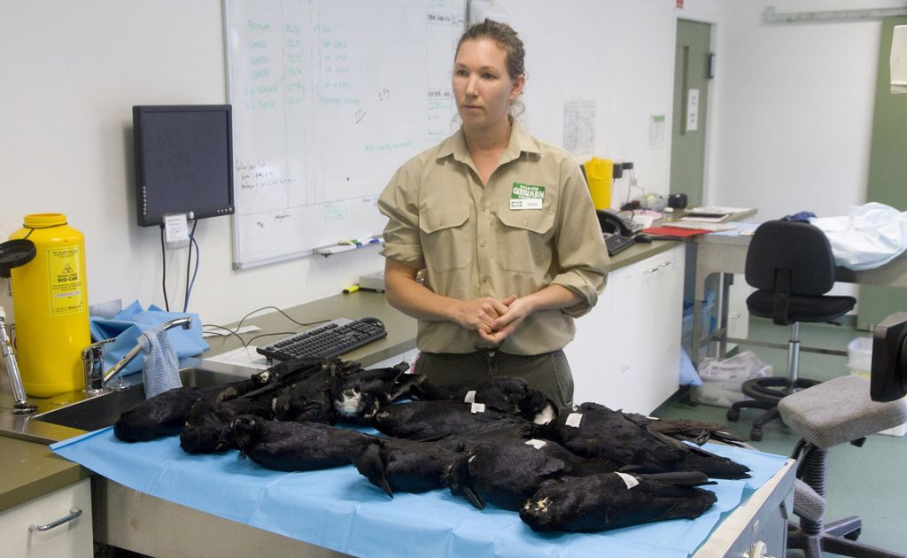 Vet nurse Patricia Swift with the dead crows at Currumbin Wildlife Sanctuary Hospital. Vet nurse Patricia Swift with the dead crows at Currumbin Wildlife Sanctuary Hospital.