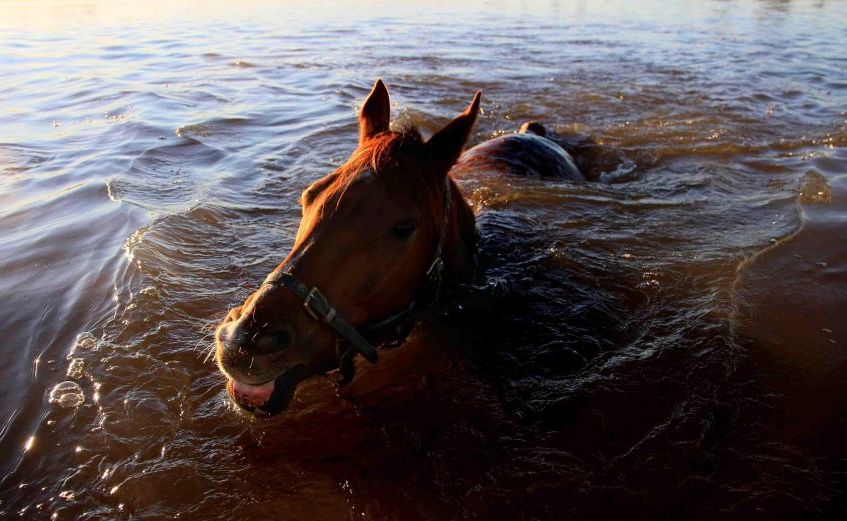 A photo essay of the behind the scenes work of those involved with race horses preparing them for Grafton's July Racing carnival. PHOTO: Debrah Novak A photo essay of the behind the scenes work of those involved with race horses preparing them for Grafton's July Racing carnival. PHOTO: Debrah Novak
