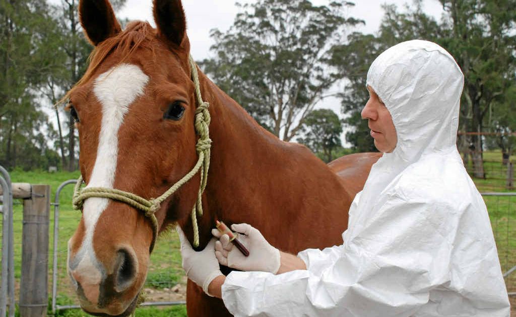 A veterinarian collecting a blood sample from a horse for lab testing during the 2007 equine influenza outbreak in Australia. A veterinarian collecting a blood sample from a horse for lab testing during the 2007 equine influenza outbreak in Australia.