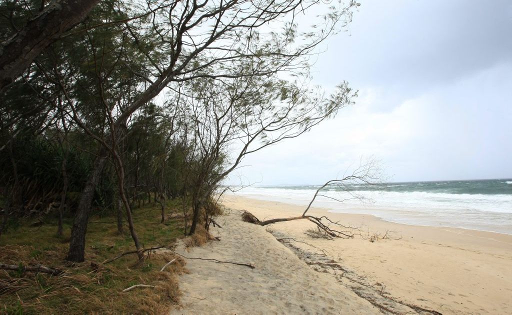 Vandals attack natural vegetation at Kingscliff Beach. Vandals attack natural vegetation at Kingscliff Beach.