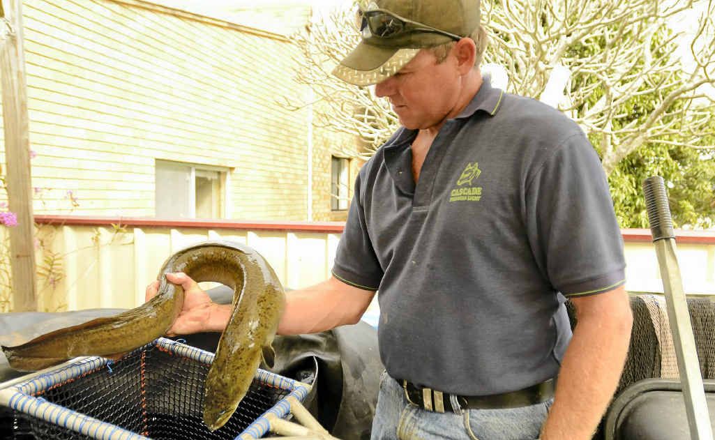 Maclean commercial fisherman Mathew Essex with an eel. Maclean commercial fisherman Mathew Essex with an eel.