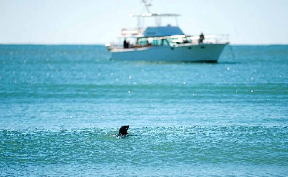 A young seal plays off the southern end of Mooloolaba Beach. A young seal plays off the southern end of Mooloolaba Beach.