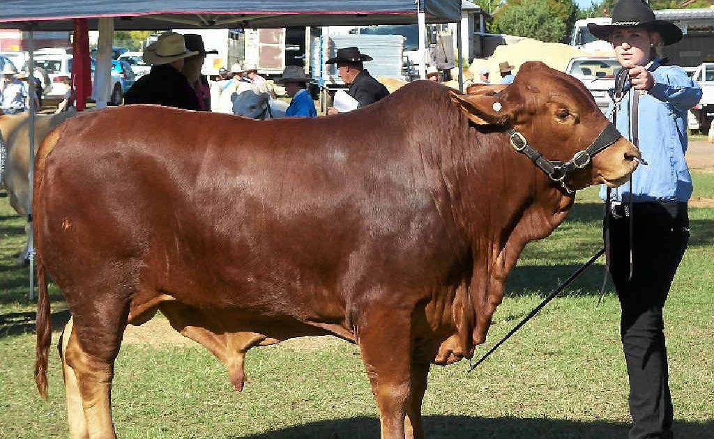 FOR SALE: WSHS Year 10 student Amy Mehrgan with Andy, the school’s young droughtmaster bull. FOR SALE: WSHS Year 10 student Amy Mehrgan with Andy, the school’s young droughtmaster bull.