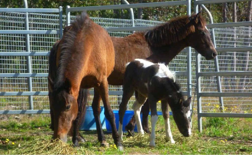All but one of the remaining Brooms Head brumbies in a holding pen at Grafton waiting for a more permanent home. All but one of the remaining Brooms Head brumbies in a holding pen at Grafton waiting for a more permanent home.