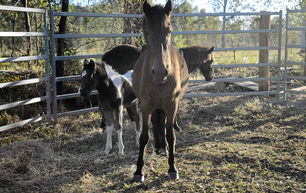 The Brooms Head brumbies mare who was captured this week and has now been relocated to a new home in the Lower Clarence. The Brooms Head brumbies mare who was captured this week and has now been relocated to a new home in the Lower Clarence.