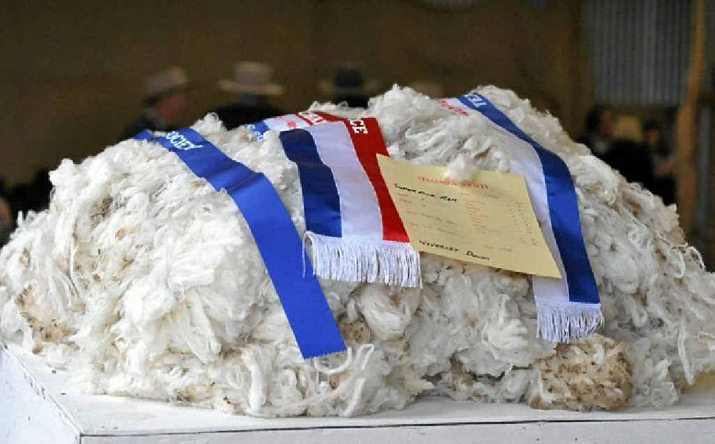 FINE EFFORT: Waverley Downs won the supreme champion fine fleece section at this year’s Texas Show. FINE EFFORT: Waverley Downs won the supreme champion fine fleece section at this year’s Texas Show.