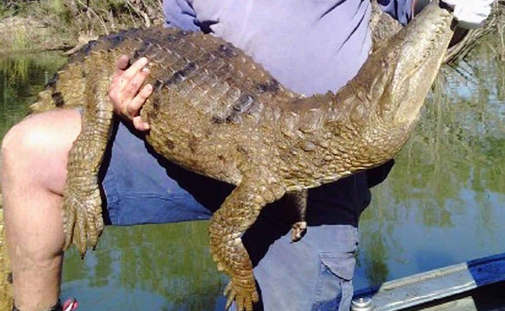 Steve Brooks from the Department of Agriculture, Fisheries and Forestry was stunned when he caught a freshwater crocodile in Mundubbera, west of Maryborough. Steve Brooks from the Department of Agriculture, Fisheries and Forestry was stunned when he caught a freshwater crocodile in Mundubbera, west of Maryborough.