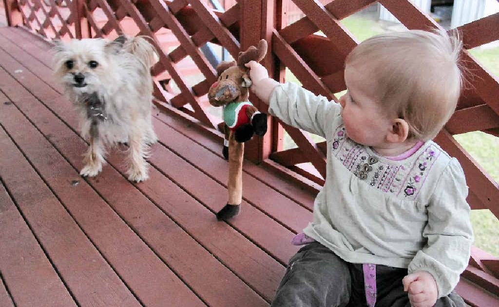Kennedy Carey has no troubles playing with the family dog Binni and Binni has no problems playing with Kennedy. Kennedy Carey has no troubles playing with the family dog Binni and Binni has no problems playing with Kennedy.