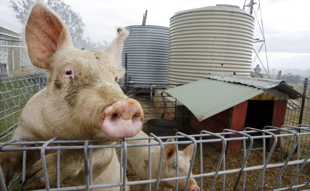 A conference hosted by Toowoomba will examine the future of farming, food production and rural communities. A conference hosted by Toowoomba will examine the future of farming, food production and rural communities.