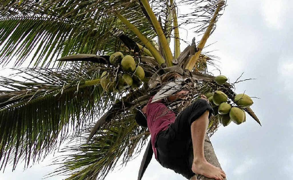 GOOD FOR YOU: Coconut oil has several health benefits. GOOD FOR YOU: Coconut oil has several health benefits.