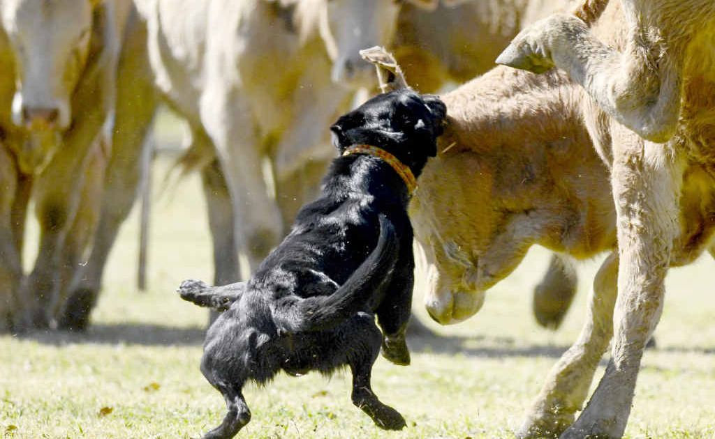 Jed, owned by Tim Child of Coutts Crossing competing in the dog trials at Ulmarra Showground on Sunday. Jed, owned by Tim Child of Coutts Crossing competing in the dog trials at Ulmarra Showground on Sunday.