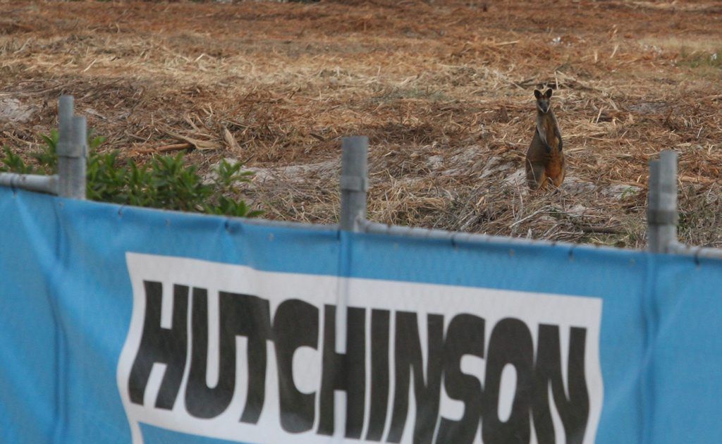 A Hutchinson building site at Casuarina where Wallabies and other wildlife are seemingly trapped. A Hutchinson building site at Casuarina where Wallabies and other wildlife are seemingly trapped.