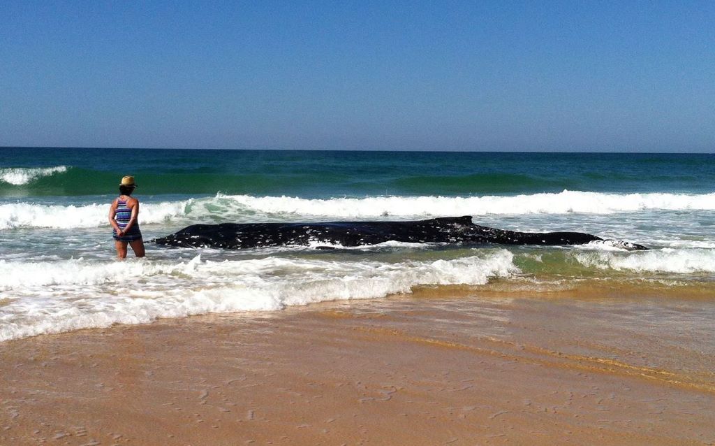 A 10.2 metre humpback whale is stranded in the shallow surf on Sandon Beach. The animal clings to life but National Parks rangers don't believe it has long to live. The animals deteriorating condition makes a rescue effort impossible. A 10.2 metre humpback whale is stranded in the shallow surf on Sandon Beach. The animal clings to life but National Parks rangers don't believe it has long to live. The animals deteriorating condition makes a rescue effort impossible.