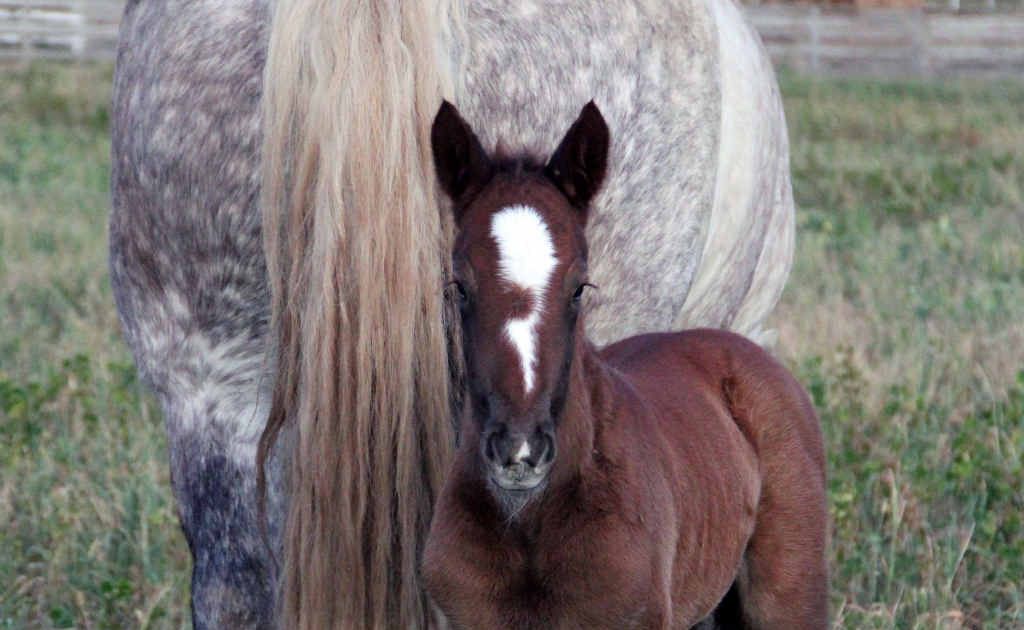 Dam Shirley welcomes her foal into the world. Dam Shirley welcomes her foal into the world.