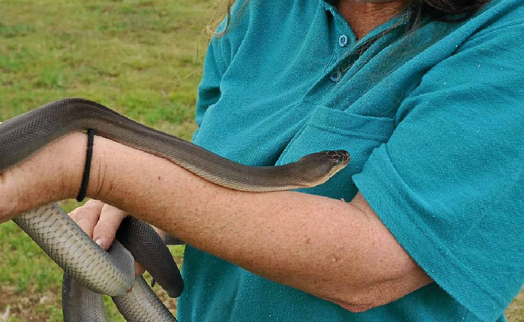 Lyn Gynther gets up close and cuddly with a snake. Lyn Gynther gets up close and cuddly with a snake.
