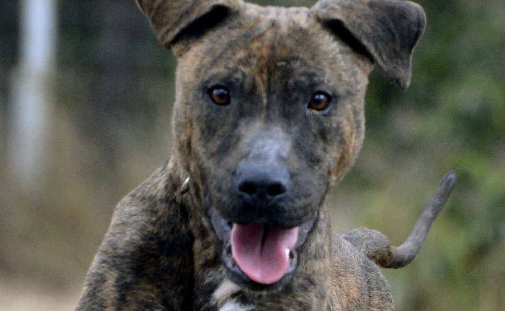 Dexter is off the medication and back to full health and looking for a home. Dexter is off the medication and back to full health and looking for a home.