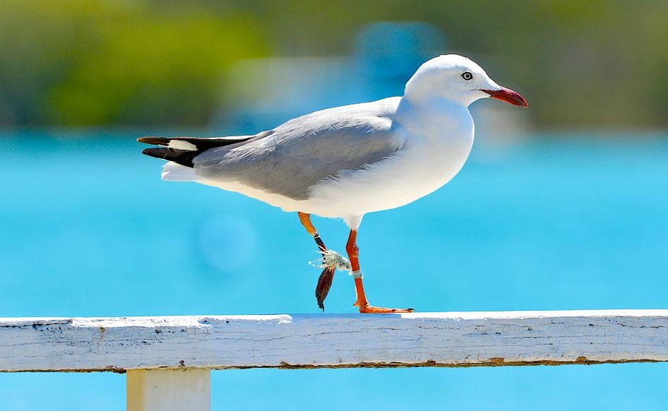 Michael Garnham snapped this seagull with fishing line wrapped tightly around its legs. Michael Garnham snapped this seagull with fishing line wrapped tightly around its legs.