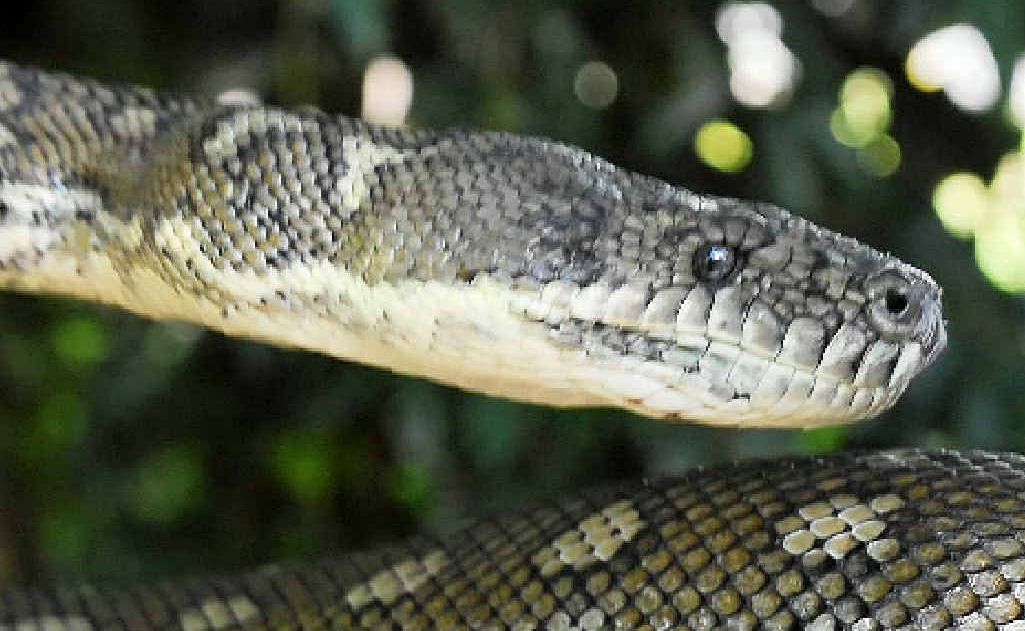 A coastal carpet python. A coastal carpet python.
