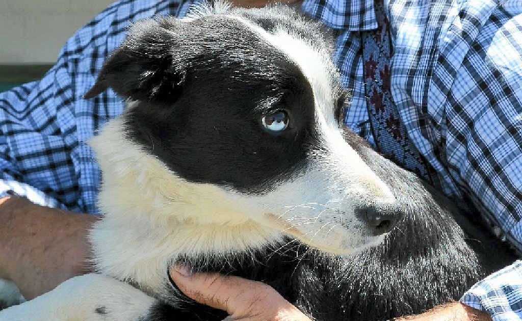 Holly works for Greg Campbell at Warwick Showground for the Australian Supreme Championships. Holly works for Greg Campbell at Warwick Showground for the Australian Supreme Championships.