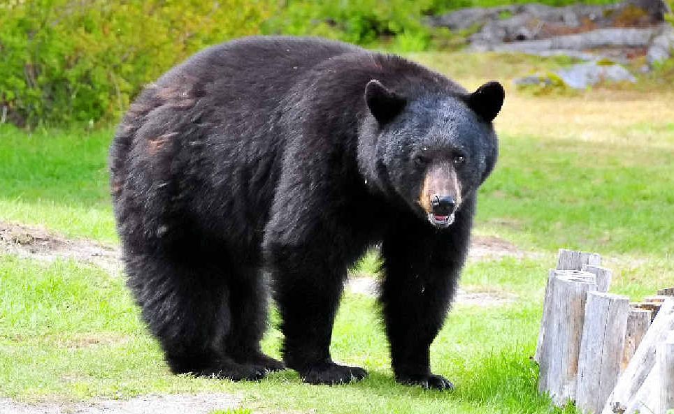 Coming face-to-face with a grizzly bear was an unforgettable highlight. Coming face-to-face with a grizzly bear was an unforgettable highlight.