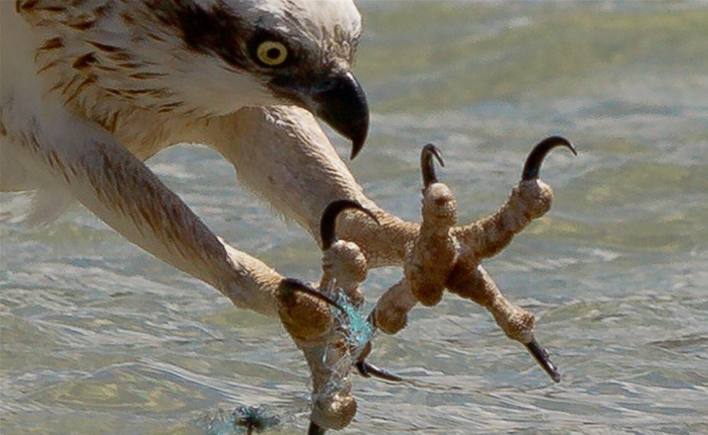 Photographer John van den Broeke captured this image of an osprey struggling with fishing line. Photographer John van den Broeke captured this image of an osprey struggling with fishing line.
