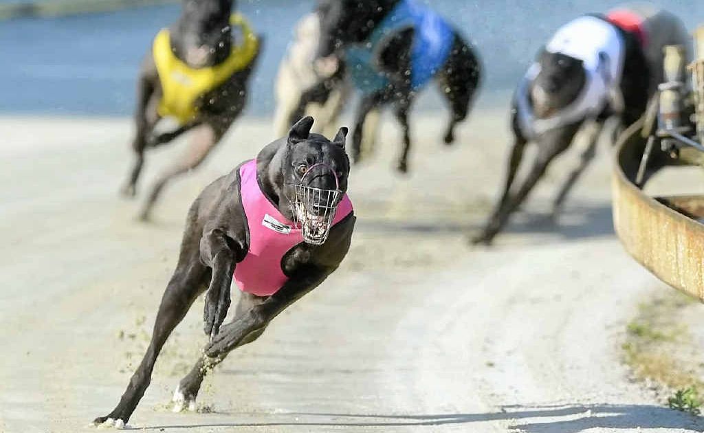 PRETTY IN PINK: Orara Maree powers away to an easy win in the Disintergrate @ Stud Stakes (407m) at the Grafton greyhound meeting on Thursday. Photo: Adam Hourigan PRETTY IN PINK: Orara Maree powers away to an easy win in the Disintergrate @ Stud Stakes (407m) at the Grafton greyhound meeting on Thursday. Photo: Adam Hourigan