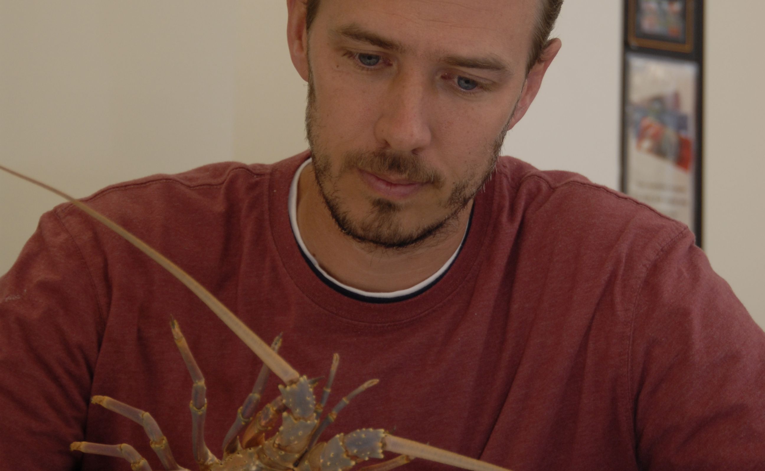 Southern Cross University PhD candidate Jesse Leland with a moulted shell from an Eastern Rock Lobster. Southern Cross University PhD candidate Jesse Leland with a moulted shell from an Eastern Rock Lobster.