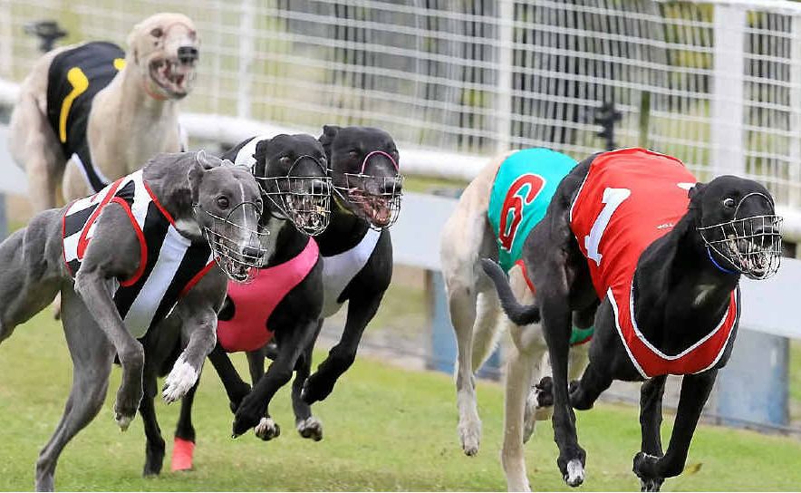 Greyhound racing will remain at Border Park after plans to move it to Murwillumbah fell through. Greyhound racing will remain at Border Park after plans to move it to Murwillumbah fell through.