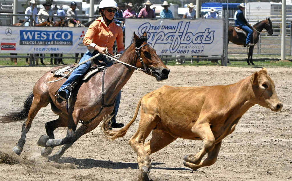 Springsure rider Toni O'Neill shows her style in the ladies campdraft at the Warwick Showgrounds. Springsure rider Toni O'Neill shows her style in the ladies campdraft at the Warwick Showgrounds.