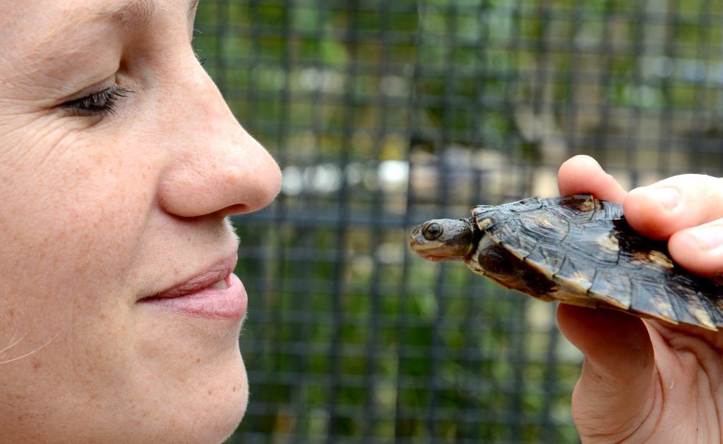 Travis the Mary river turtle with Saskia Lafebre at Currumbin wildlife sancturary hospital. Photo: John Gass / Daily News Travis the Mary river turtle with Saskia Lafebre at Currumbin wildlife sancturary hospital. Photo: John Gass / Daily News