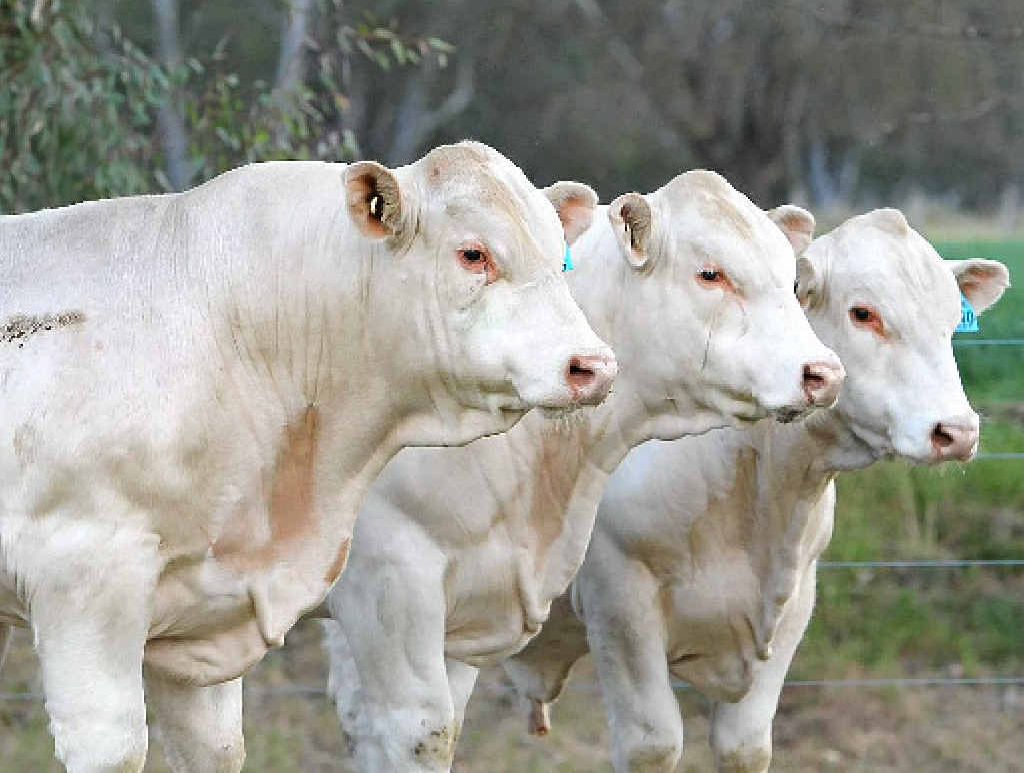 FOR SALE: Some of the quality Charolais bulls which will be offered at Ascot Angus and Charolais stud inaugural on-property sale. FOR SALE: Some of the quality Charolais bulls which will be offered at Ascot Angus and Charolais stud inaugural on-property sale.