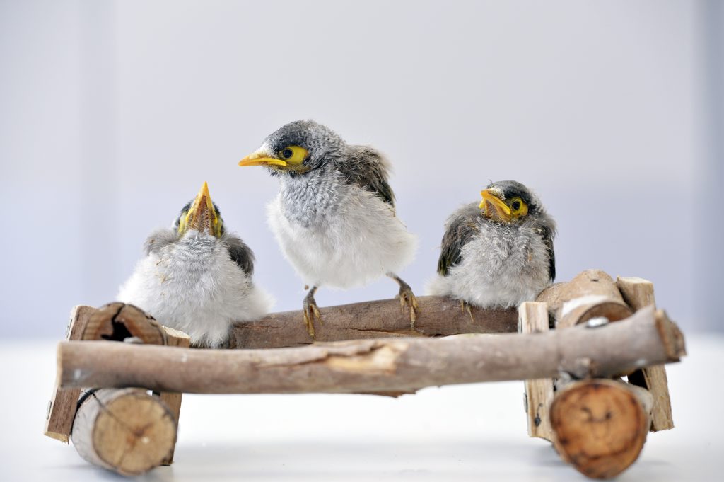 A trio of Noisy Minor chicks recovering at the RSPCA. The RSPCA are advising people to call the injured animal hotline to report injured or stray chicks before picking them up. A trio of Noisy Minor chicks recovering at the RSPCA. The RSPCA are advising people to call the injured animal hotline to report injured or stray chicks before picking them up.