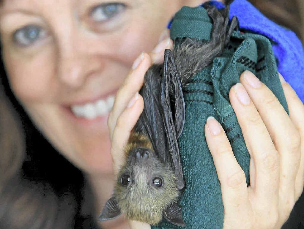 CRUEL PRACTICE: Sylvia Hood is against culling animals like Ginny, a 24-day-old grey headed flying fox. CRUEL PRACTICE: Sylvia Hood is against culling animals like Ginny, a 24-day-old grey headed flying fox.