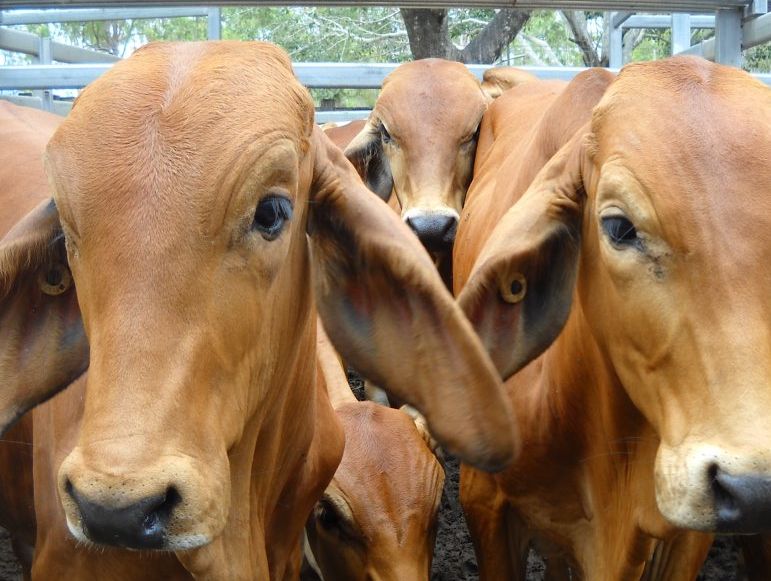 Cattle wait patiently as a cattle sale decides their fate. Cattle wait patiently as a cattle sale decides their fate.