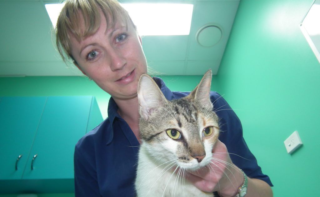 Pixie the cat will have no more kittens after her recent surgery. Councillors have voted unanimously to investigate amending local laws to stop the number of pets being euthanised. Pixie the cat will have no more kittens after her recent surgery. Councillors have voted unanimously to investigate amending local laws to stop the number of pets being euthanised.