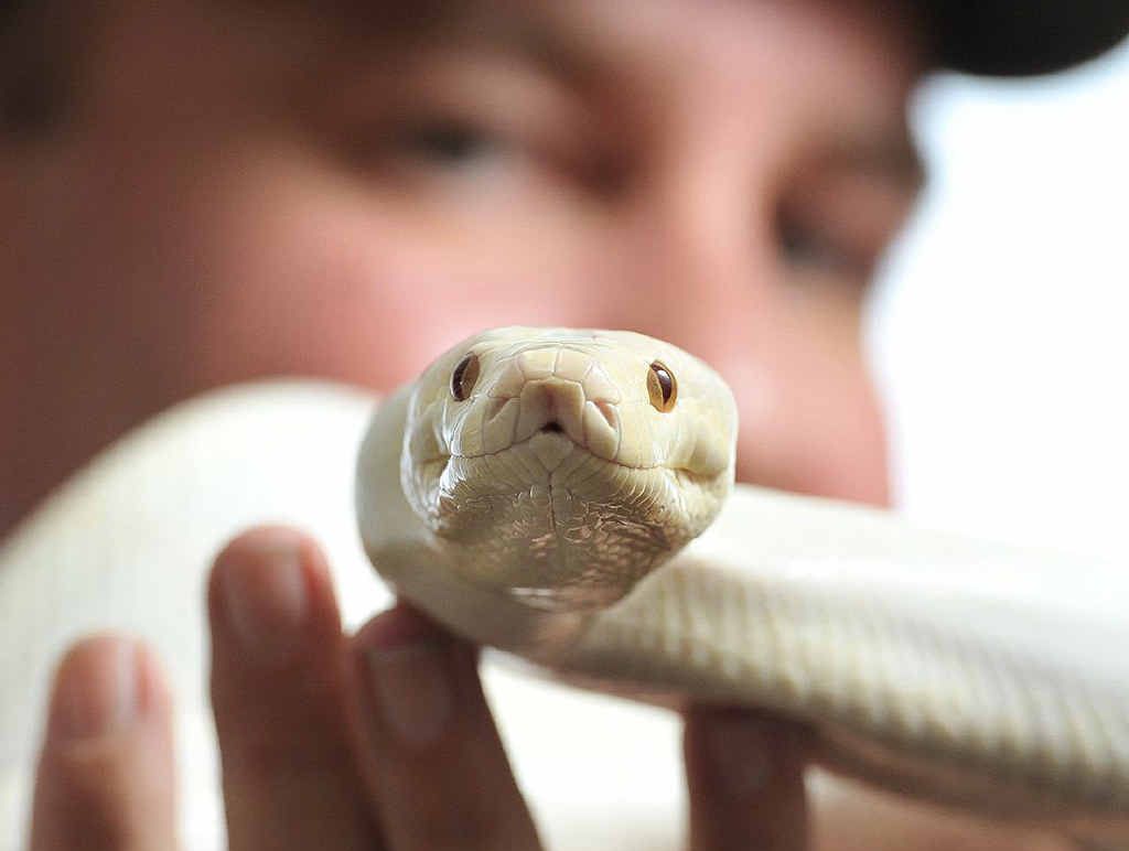 ABOUT EDUCATION: Scales and Tails publisher Troy Kuligowski handles an albino olive python. ABOUT EDUCATION: Scales and Tails publisher Troy Kuligowski handles an albino olive python.