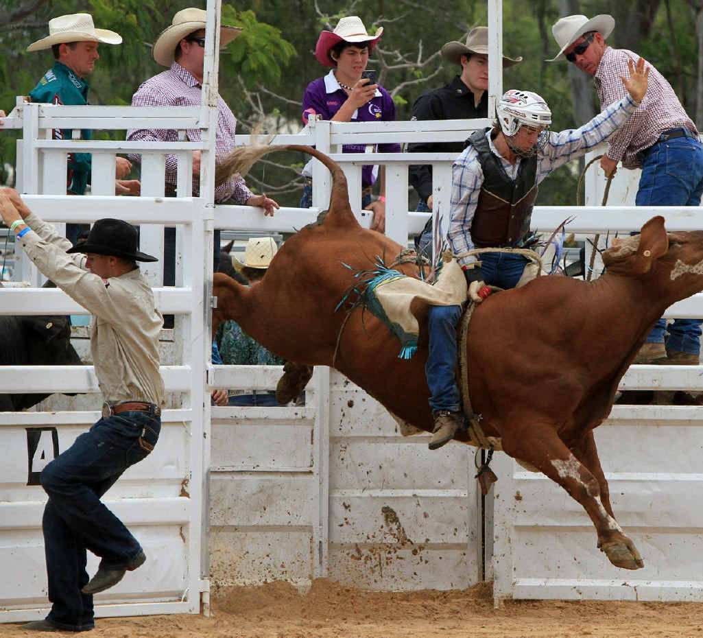LEFT: A bull rider holds tight as the gates open. LEFT: A bull rider holds tight as the gates open.