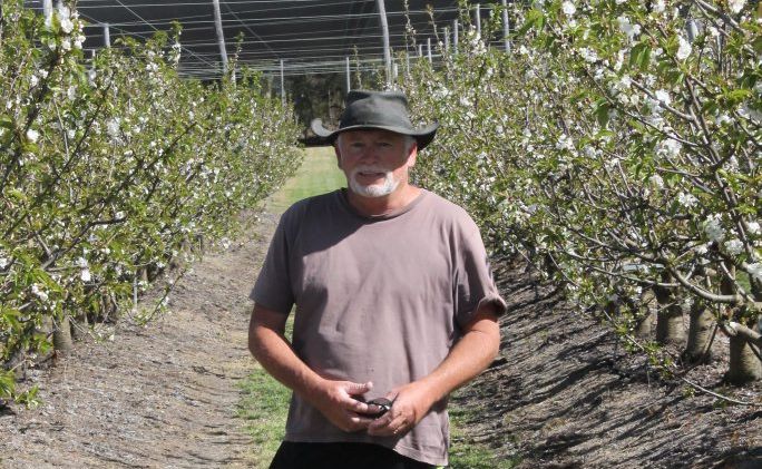 Cherry Park orchardist Graham Minifie prepares his trees for fruiting. Cherry Park orchardist Graham Minifie prepares his trees for fruiting.