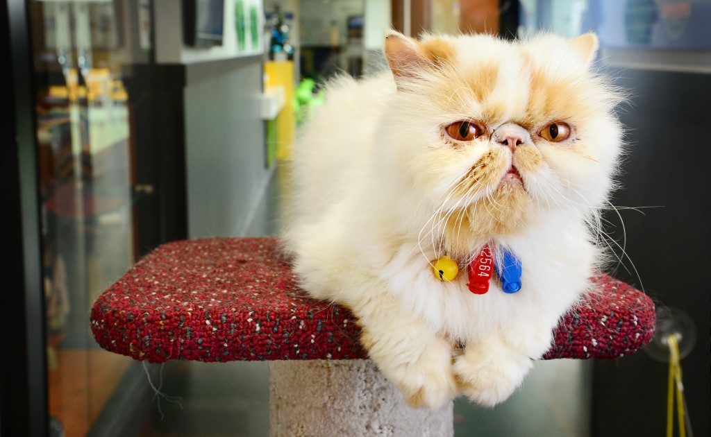 For the rest of November and into December, RSPCA QLD will be adopting adult cats like Bear a 5-year-old Persian cross for just $20. For the rest of November and into December, RSPCA QLD will be adopting adult cats like Bear a 5-year-old Persian cross for just $20.