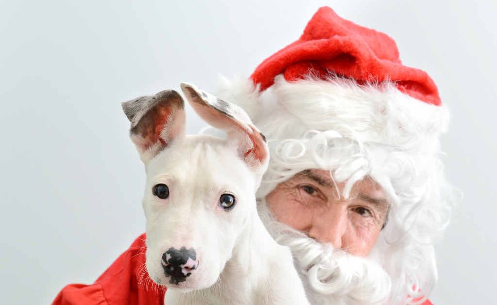 GOOD DOG: Michael Beatty from the RSPCA, dressed as Santa, with Dahlia. Your pet can also meet Santa Paws. GOOD DOG: Michael Beatty from the RSPCA, dressed as Santa, with Dahlia. Your pet can also meet Santa Paws.