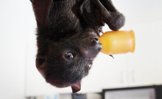 Baby flying foxes at the RSPCA Wacol. Photo: Inga Williams / The Satellite Baby flying foxes at the RSPCA Wacol. Photo: Inga Williams / The Satellite
