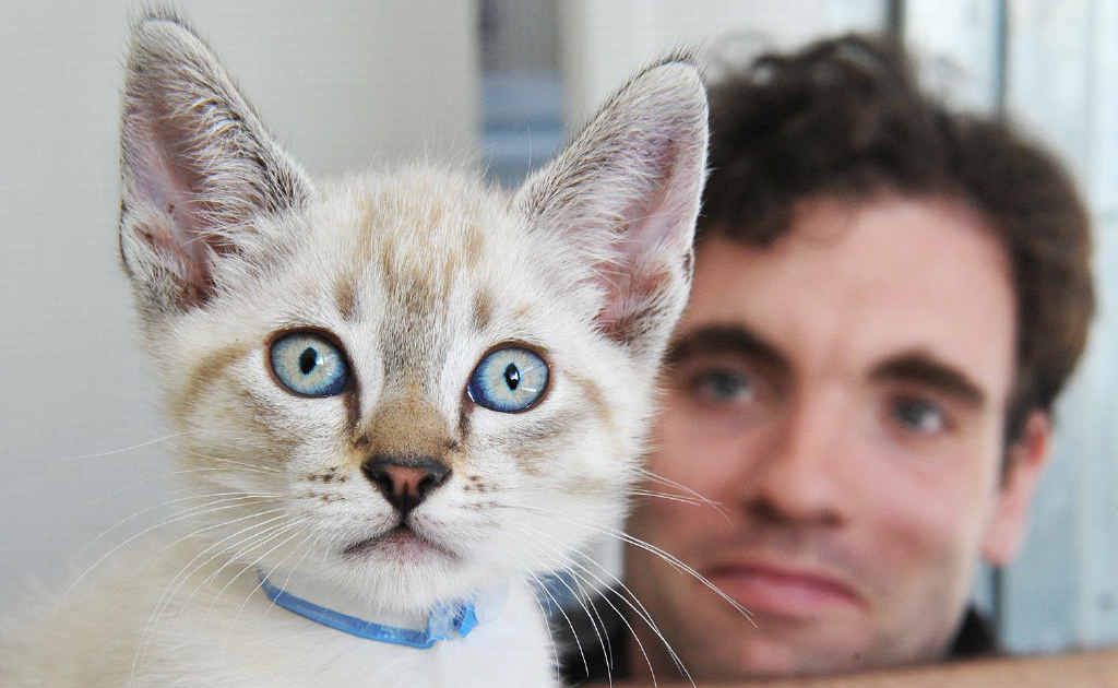 PROBLEM SNIPPED: Vet Dr James Kennedy looks at one of the kittens at the facility. PROBLEM SNIPPED: Vet Dr James Kennedy looks at one of the kittens at the facility.