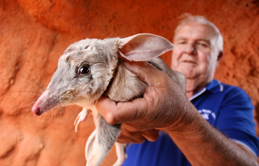 bilby25: Co-founder of the Save the Bilby fund Frank Manthey with Lester the Bilby. September 12 is national bilby day and schoolkids can compete in a bilby crossword competition. Photo: Rob Williams AU2510WC bilby25: Co-founder of the Save the Bilby fund Frank Manthey with Lester the Bilby. September 12 is national bilby day and schoolkids can compete in a bilby crossword competition. Photo: Rob Williams AU2510WC