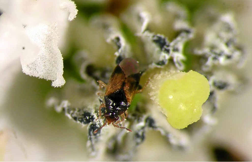 ARGHHH: Orius armatus, aka the pirate bug, feeds on its latest victim. ARGHHH: Orius armatus, aka the pirate bug, feeds on its latest victim.