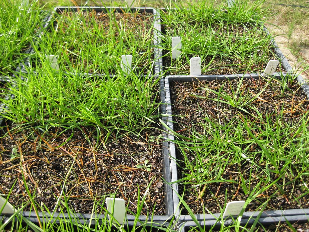 Growers are being urged to make sure the seed they keep for subsequent plantings is free from weed seed. Growers are being urged to make sure the seed they keep for subsequent plantings is free from weed seed.