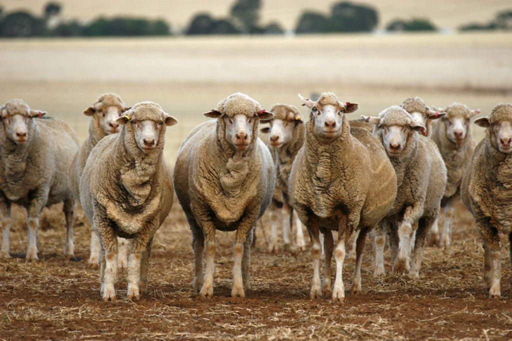 Sheep producers should be on the alert for flystrike in warmer, wetter months. Sheep producers should be on the alert for flystrike in warmer, wetter months.