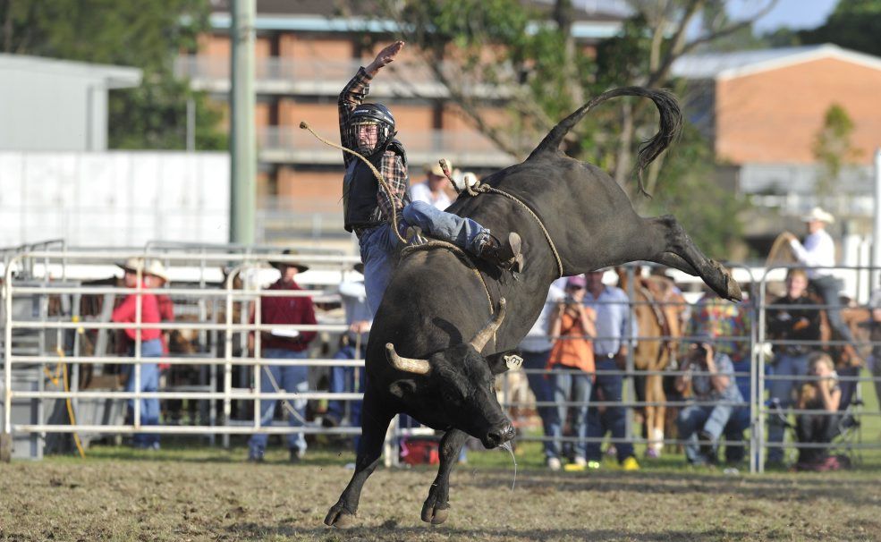 Luke Dillon gets a rough ride from this bull in the open bullriding event at the Maclean Rodeo.Photo: Adam Hourigan/The Daily Examiner Luke Dillon gets a rough ride from this bull in the open bullriding event at the Maclean Rodeo.Photo: Adam Hourigan/The Daily Examiner