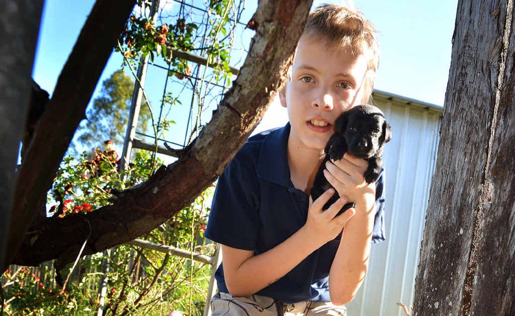 Daniel Flight, 12, was relieved firefighters were able to rescue his labrador puppy from inside a stormwater drain on Monday evening. Daniel Flight, 12, was relieved firefighters were able to rescue his labrador puppy from inside a stormwater drain on Monday evening.
